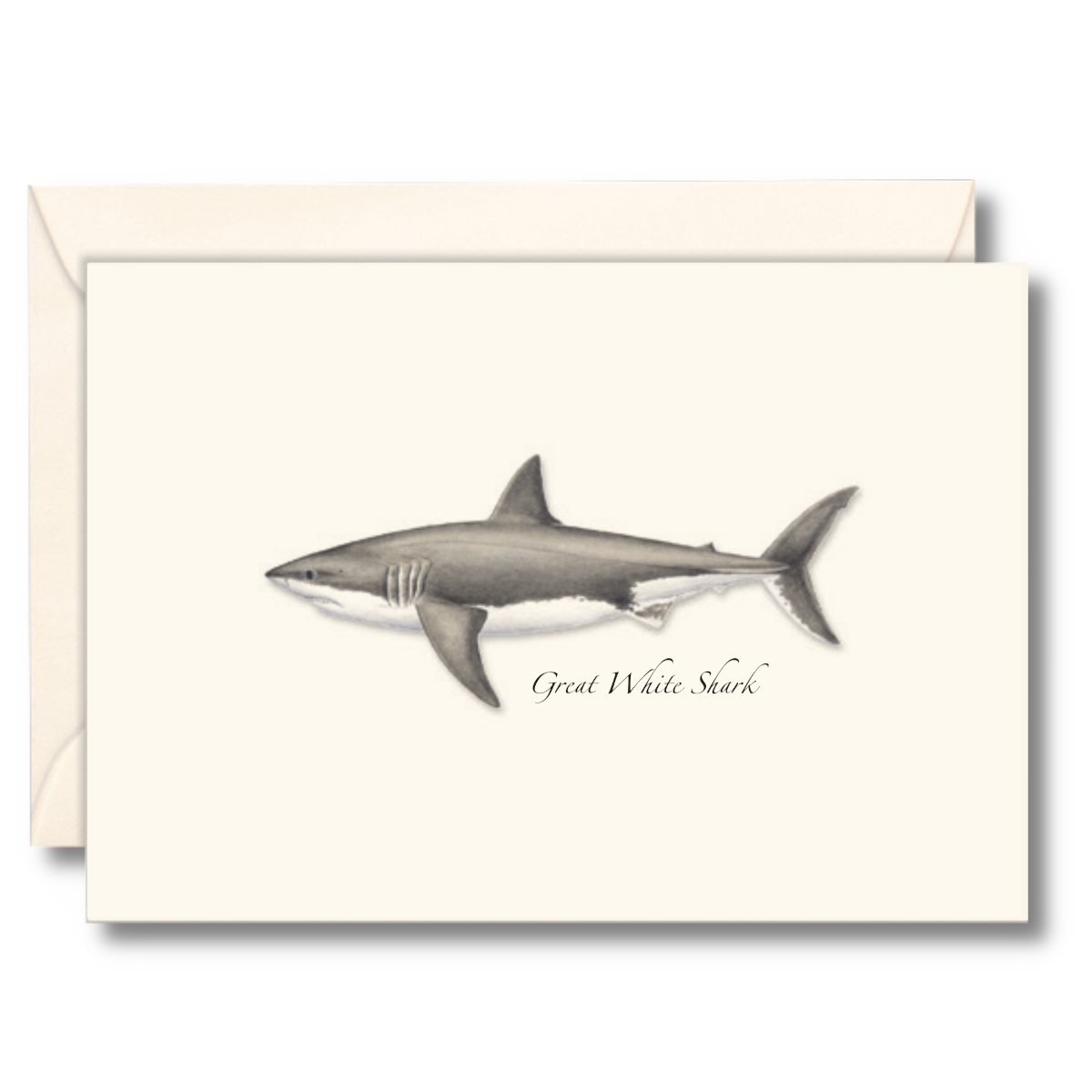 Shark Fine Note Best Selling Boxed Notecards - Great White Shark