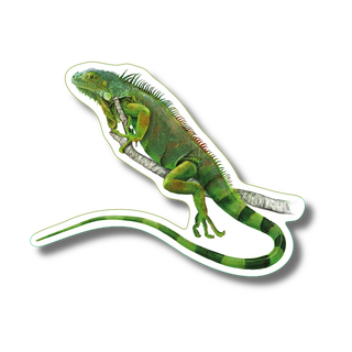 Green iguana stickers featuring a tropical reptile species, made in the USA for nature lovers