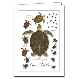 Green turtle lifecycle greeting card celebrating ocean conservation themes