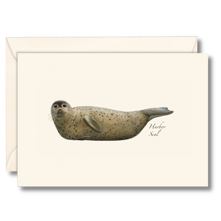 Harbor seal notecard capturing a calm coastal moment