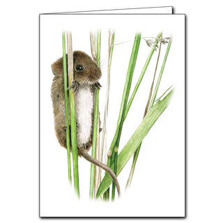 Harvest mouse greeting card highlighting a small mammal of grassy fields