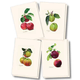 Heirloom apple notecard assortment inspired by orchard varieties