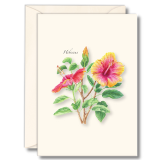 Hibiscus notecard celebrating tropical color, illustrated by expert naturalists