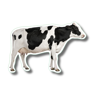 Holstein cow stickers showing a dairy cattle breed from North America, made in the USA for agricultural and nature reference