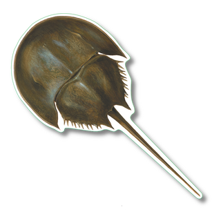 Horseshoe crab stickers with permanent clear adhesive for marine species reference