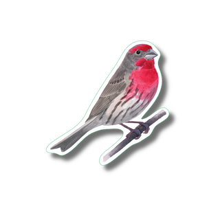 House finch stickers on durable vinyl highlighting a common backyard bird
