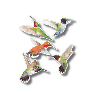 Hummingbirds stickers with long-lasting color for hummingbird species reference