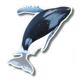 Humpback whale stickers with long-lasting color highlighting a migratory marine mammal