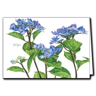 Detailed Hydrangeas illustration on a greeting card. Printed on recycled paper