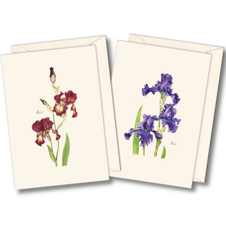 Iris assortment notecards showcasing elegant floral forms, illustrated by experts