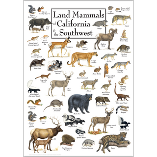 Eye-catching Land Mammals of California & the Southwest Poster, arrives safely in a sturdy 2" mailing tube.
