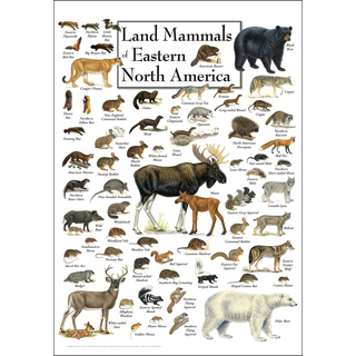 Colorful Land Mammals of Eastern North America Poster, illustrated by expert naturalists for easy identification.
