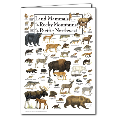 Greeting Cards - Land Mammals of the Rocky Mountains & the Pacific ...