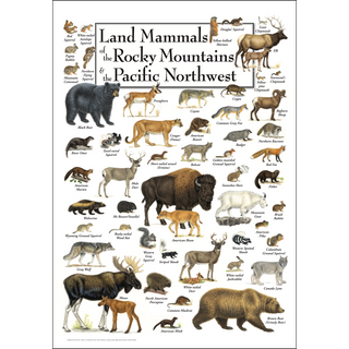 Richly detailed Land Mammals of the Rocky Mountains & the Pacific Northwest Poster, drawn by expert illustrators for nature lovers.