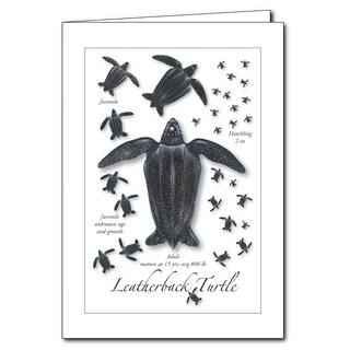 Leatherback turtle lifecycle greeting card highlighting development stages