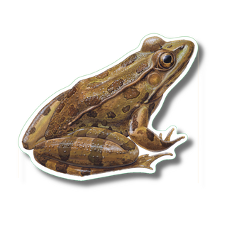 Leopard frog stickers with vibrant color showing an amphibian species