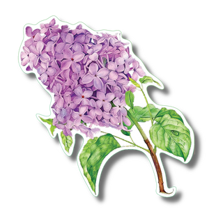 Lilac stickers with vibrant colors for plant identification, showcasing a popular flowering shrub species