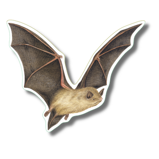 Little brown bat stickers featuring a nocturnal mammal species on water-resistant vinyl