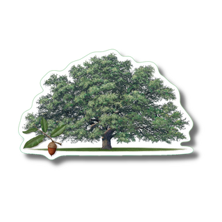 Live oak stickers highlighting a native tree species with long-lasting color on water-resistant vinyl