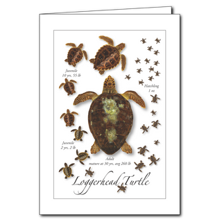 Loggerhead turtle lifecycle greeting card showing growth stages, blank inside