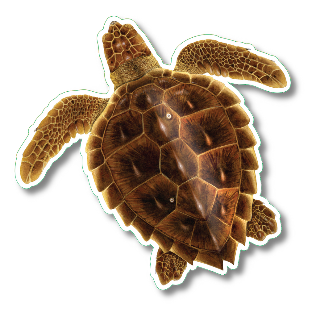 Stickers - Loggerhead Turtle – Earth Sky + Water