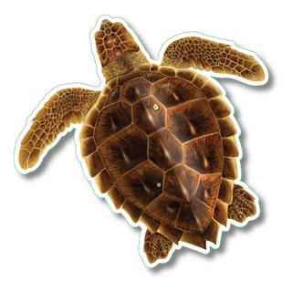 Loggerhead turtle stickers on water-resistant vinyl showing a marine reptile