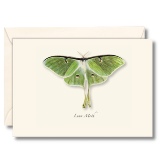 Luna moth notecard highlighting a magical nighttime insect