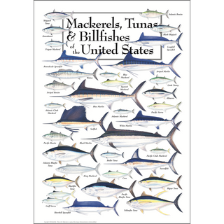 Premium Mackerels, Tunas, and Billfishes of the United States Poster, arrives safely in a sturdy 2" mailing tube, ready to decorate any space.