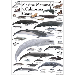 Gorgeous Marine Mammals of the California Coast Poster, fade-resistant inks keep colors vivid for years, a must-have for any wildlife enthusiast.
