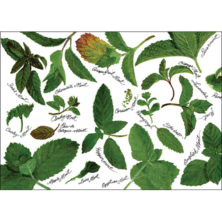 Mint varieties greeting card inspired by fresh garden herbs, blank inside and gift-ready