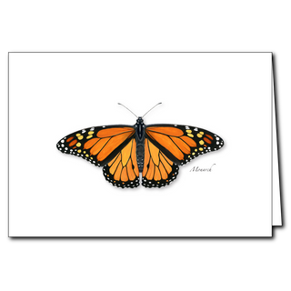 Monarch butterfly greeting card celebrating a beloved migratory species, printed on recycled paper in the USA