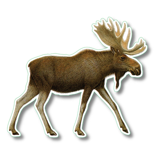 Moose stickers on water-resistant vinyl showing a large northern mammal