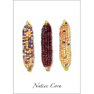 Native corn greeting card highlighting traditional varieties, blank inside and eco-friendly