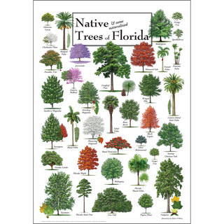 Detailed Native Trees of Florida Poster, ships in a sturdy 2" mailing tube, perfect for decorating nature-inspired homes.