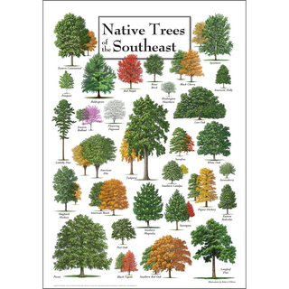 Nature-inspired Native Trees of the Southeast Poster, museum-quality digital reproduction on premium stock.