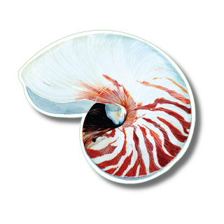 Nautilus stickers featuring a marine mollusk species with vibrant color, ideal for ocean life enthusiasts