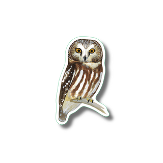 Northern saw-whet owl stickers on water-resistant vinyl for owl species identification