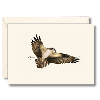 Osprey notecard capturing a powerful coastal raptor
