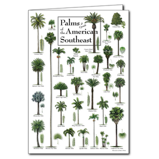 Palms & cycads greeting card highlighting southeastern plants, blank inside and perfect for gifting
