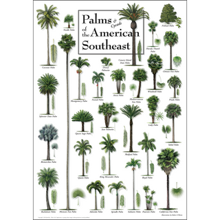 Accurate Palms & Cycads of the American Southeast Poster, crafted by expert illustrators for education and discovery.