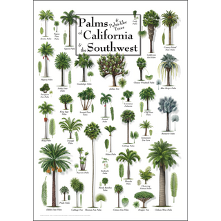 Colorful Palms of California & the Southwest Poster, crafted by expert illustrators for education and identification.