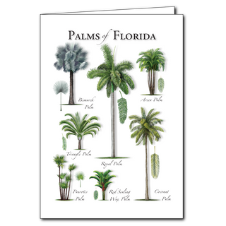 Florida palms greeting card capturing warm coastal landscapes