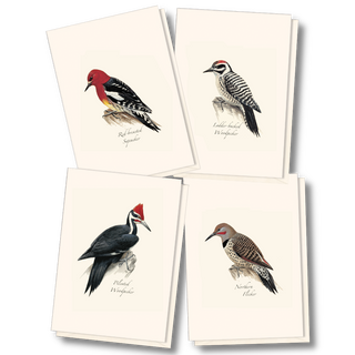 Woodpecker notecard assortment featuring western species