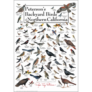 Premium Peterson's Backyard Birds of Northern California Poster, made in the USA on 80# coated heavyweight stock, ready to ship.