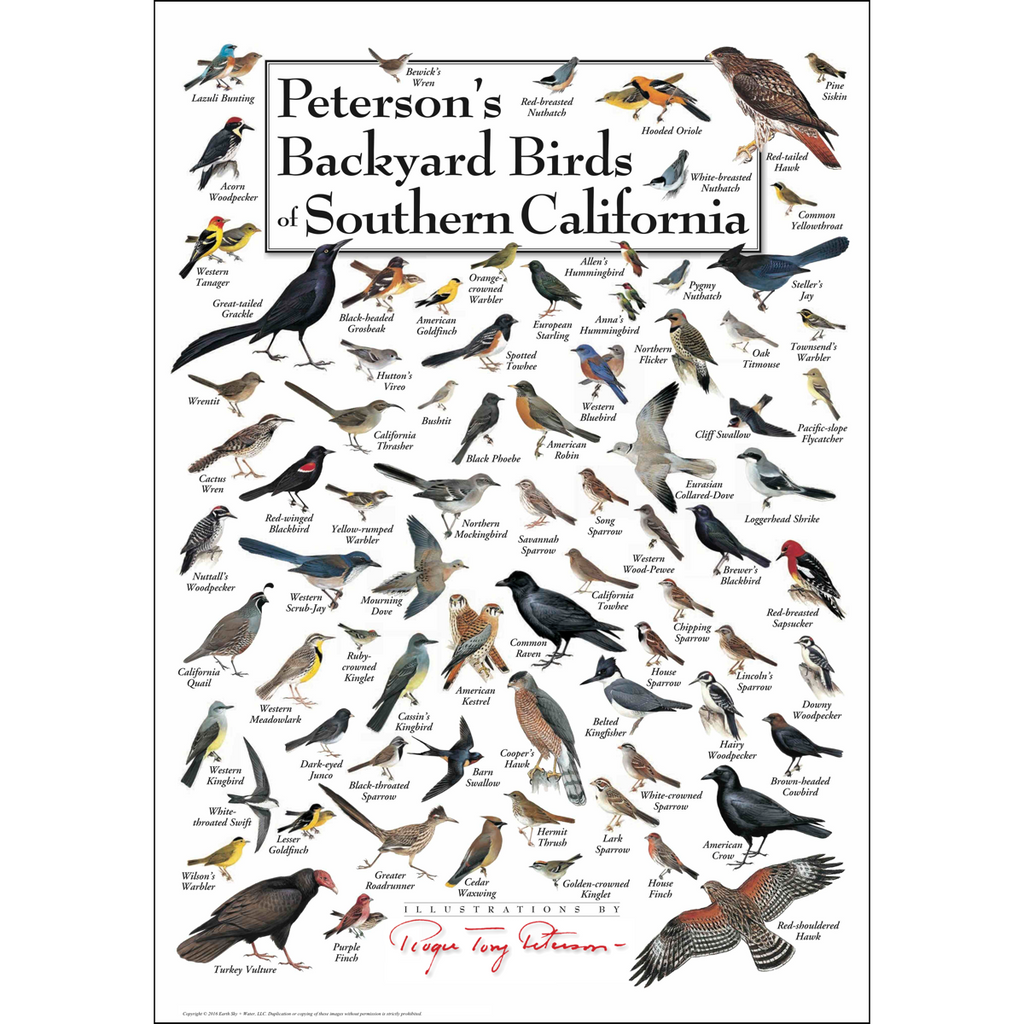 Posters - Peterson's Backyard Birds of Southern California - Poster ...