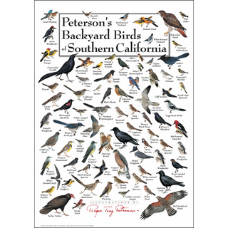 Beautiful Peterson's Backyard Birds of Southern California Poster, crafted by expert illustrators for education and nature lovers.