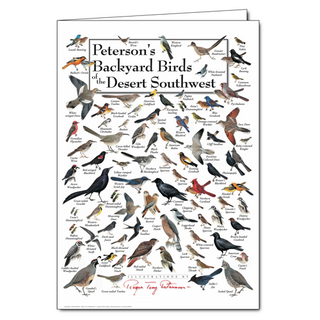 Desert Southwest backyard birds greeting card, blank inside and nature-inspired