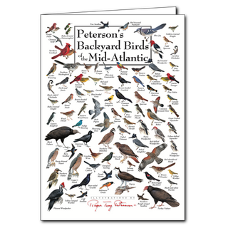 Mid-Atlantic backyard birds greeting card celebrating everyday wildlife, blank inside