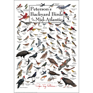 Accurate Peterson's Backyard Birds of the Mid-Atlantic Poster, museum-quality digital reproduction on premium stock.