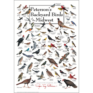 Eye-catching Peterson's Backyard Birds of the Midwest Poster, proudly made in the USA for hobbyist naturalists, built to endure.